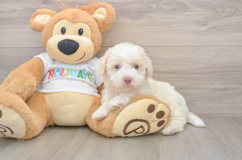 5 week old Mini Labradoodle Puppy For Sale - Simply Southern Pups