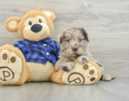 7 week old Mini Labradoodle Puppy For Sale - Simply Southern Pups