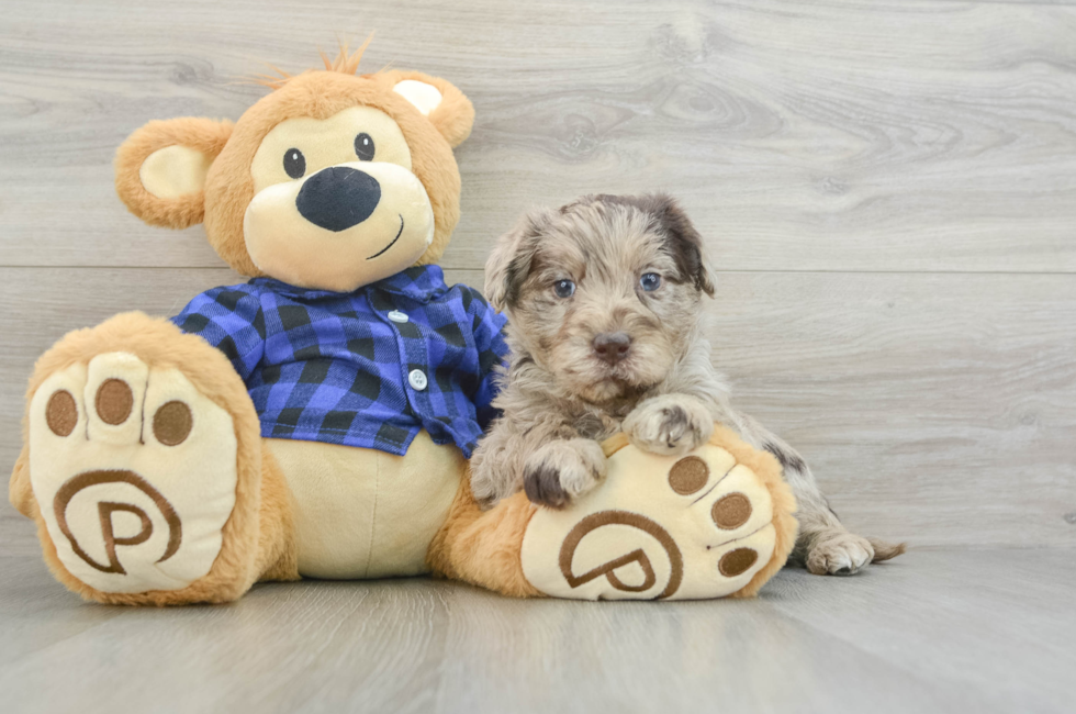 6 week old Mini Labradoodle Puppy For Sale - Simply Southern Pups