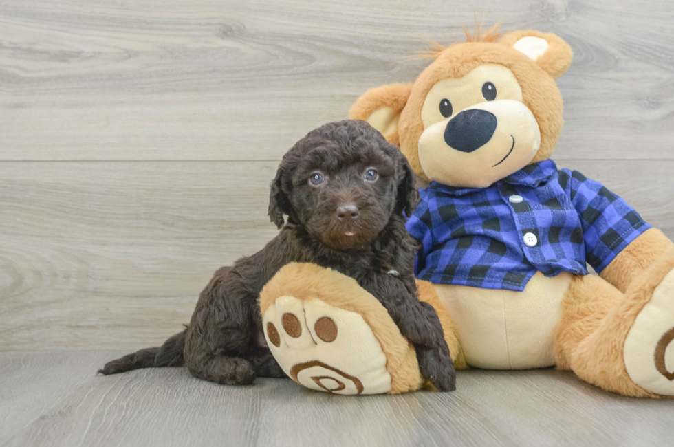 6 week old Mini Labradoodle Puppy For Sale - Simply Southern Pups