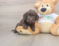 5 week old Mini Labradoodle Puppy For Sale - Simply Southern Pups