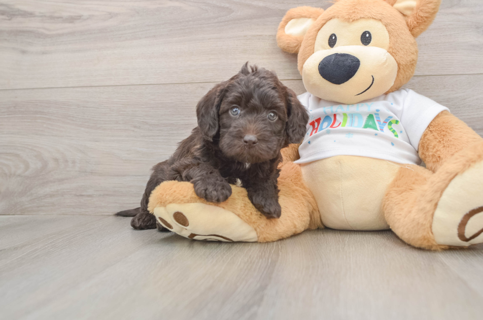 5 week old Mini Labradoodle Puppy For Sale - Simply Southern Pups