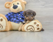 8 week old Mini Labradoodle Puppy For Sale - Simply Southern Pups