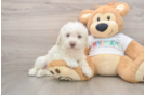 Small Mini Labradoodle Baby