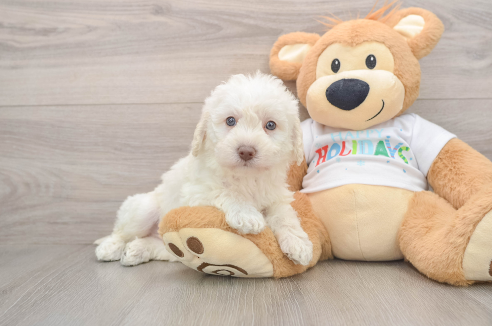 5 week old Mini Labradoodle Puppy For Sale - Simply Southern Pups