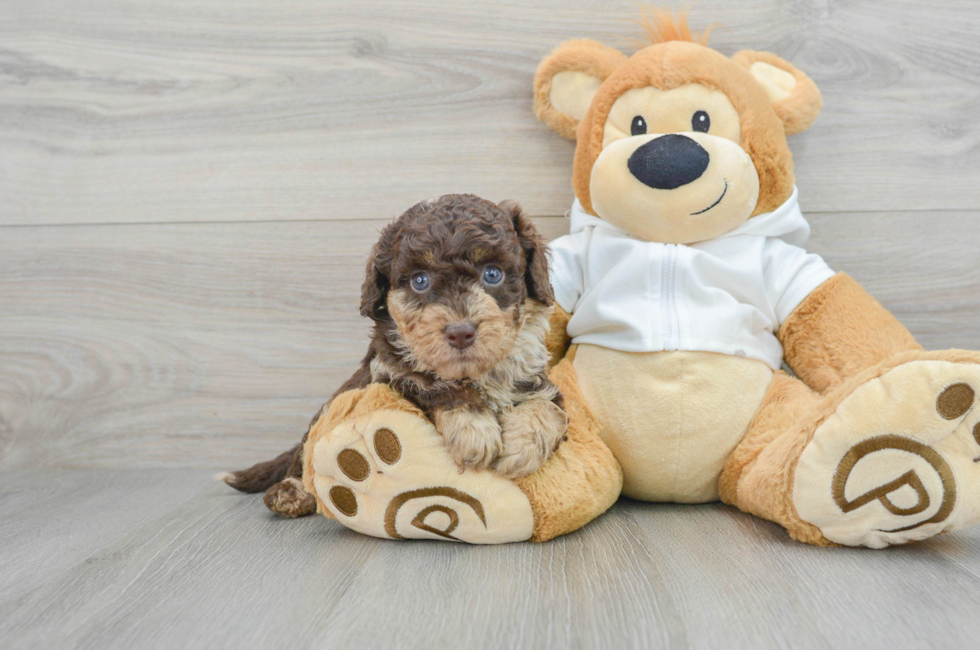 6 week old Mini Labradoodle Puppy For Sale - Simply Southern Pups