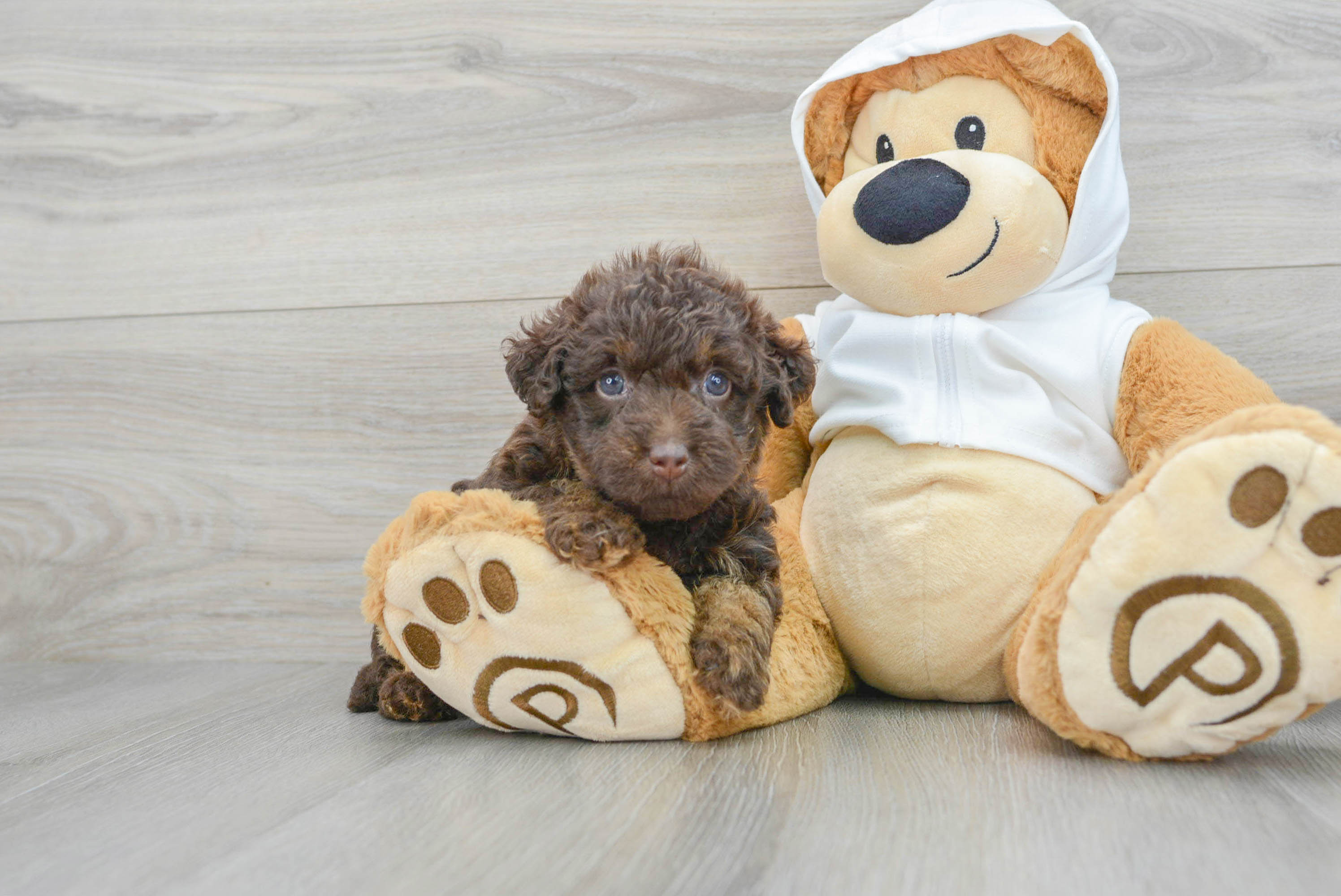 Renee's teddy bear sales puppies