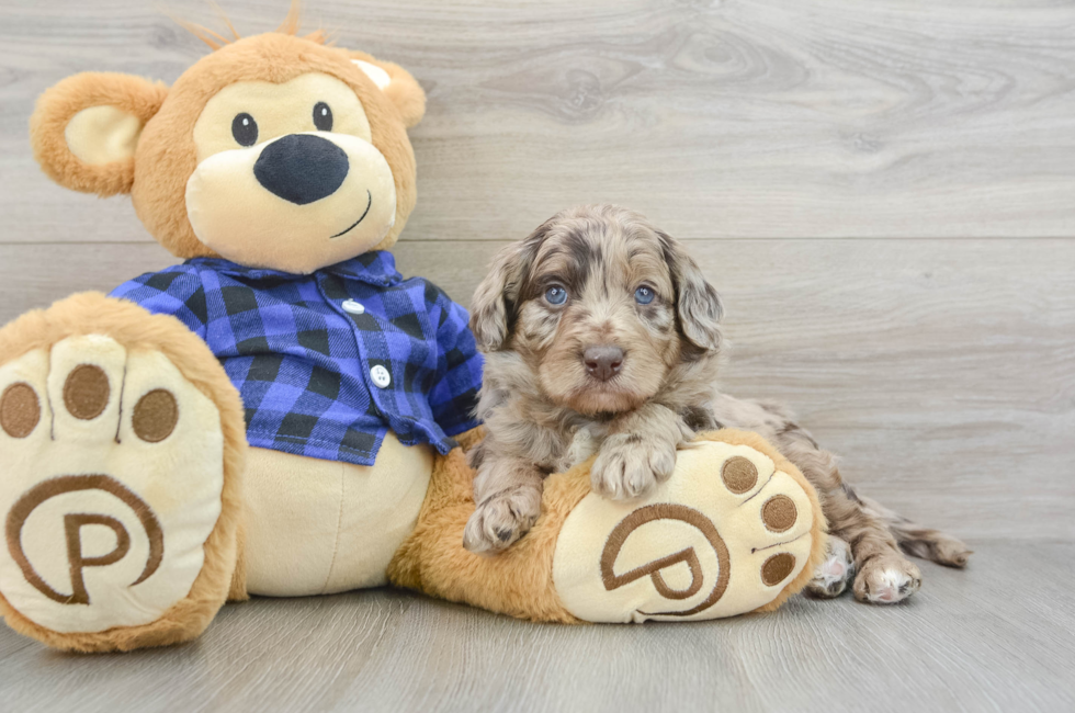 5 week old Mini Labradoodle Puppy For Sale - Simply Southern Pups