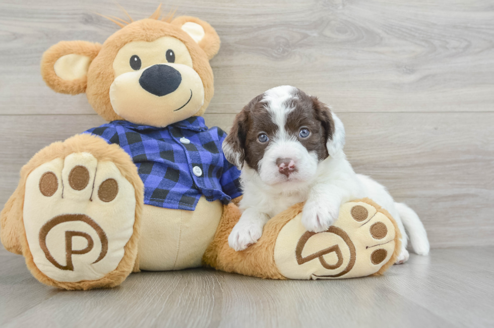 5 week old Mini Labradoodle Puppy For Sale - Simply Southern Pups