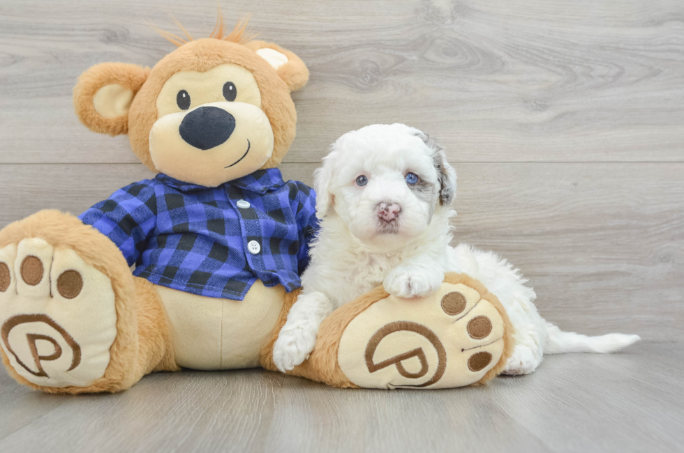 5 week old Mini Labradoodle Puppy For Sale - Simply Southern Pups