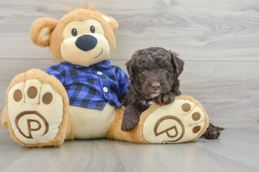 5 week old Mini Labradoodle Puppy For Sale - Simply Southern Pups