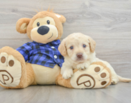 7 week old Mini Labradoodle Puppy For Sale - Simply Southern Pups