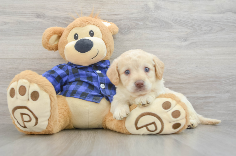 6 week old Mini Labradoodle Puppy For Sale - Simply Southern Pups