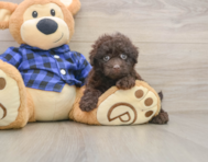 8 week old Mini Labradoodle Puppy For Sale - Simply Southern Pups