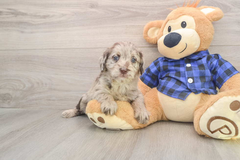 Adorable Labrapoo Poodle Mix Puppy