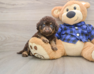 8 week old Mini Labradoodle Puppy For Sale - Simply Southern Pups