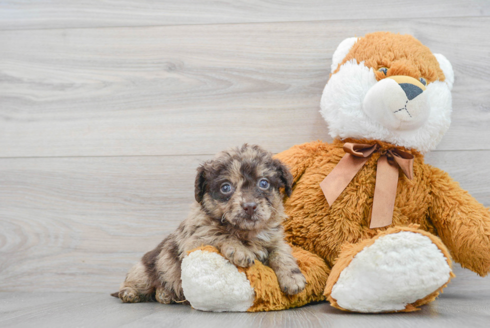Best Mini Labradoodle Baby