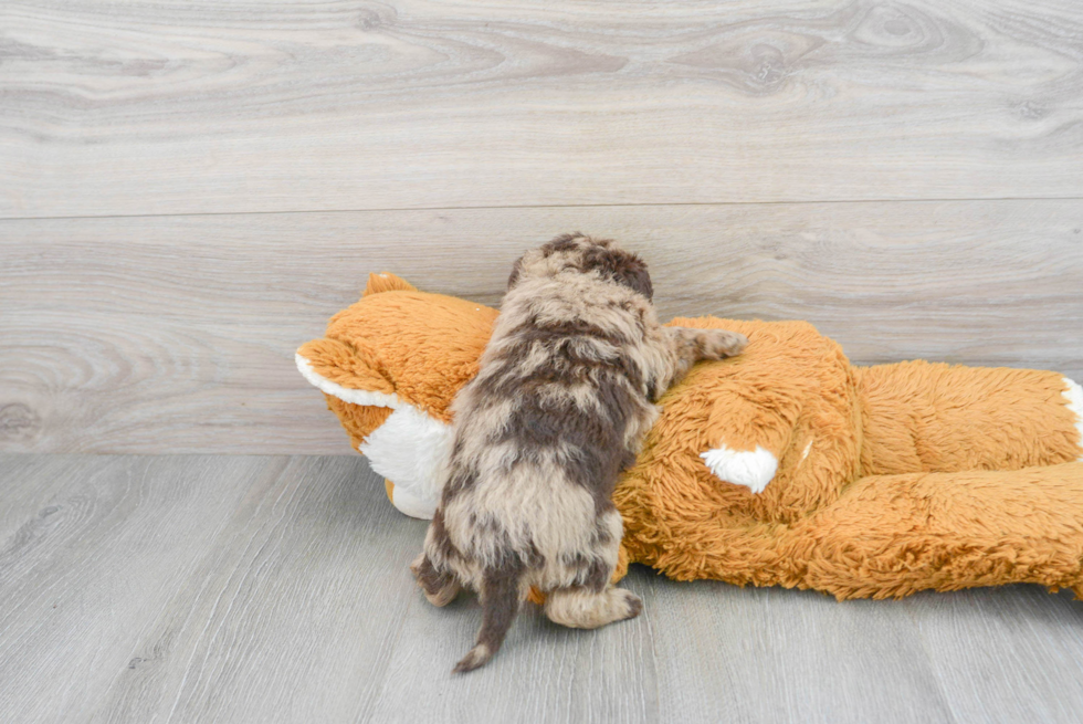 Mini Labradoodle Puppy for Adoption