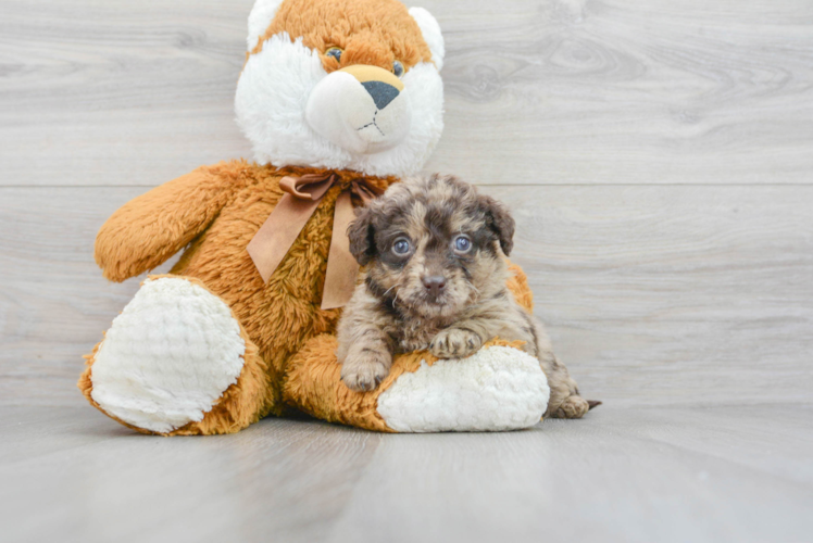 Mini Labradoodle Puppy for Adoption