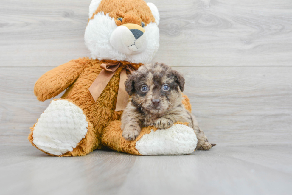 Mini Labradoodle Puppy for Adoption