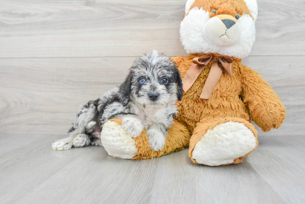 Little Labrador Poodle Mix Puppy