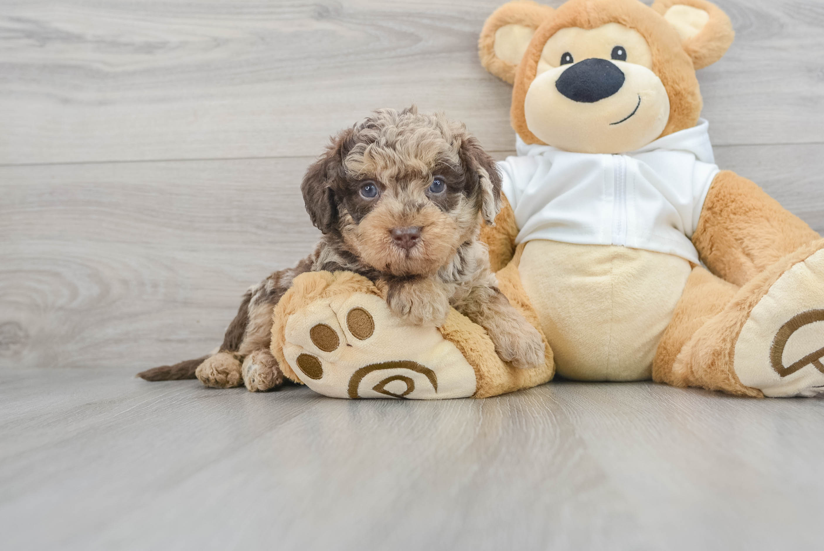 Mini 2024 toy labradoodle