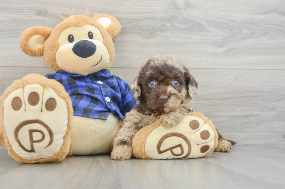 6 week old Mini Labradoodle Puppy For Sale - Simply Southern Pups