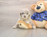 7 week old Mini Labradoodle Puppy For Sale - Simply Southern Pups