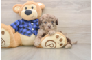 Hypoallergenic Labrapoo Poodle Mix Puppy