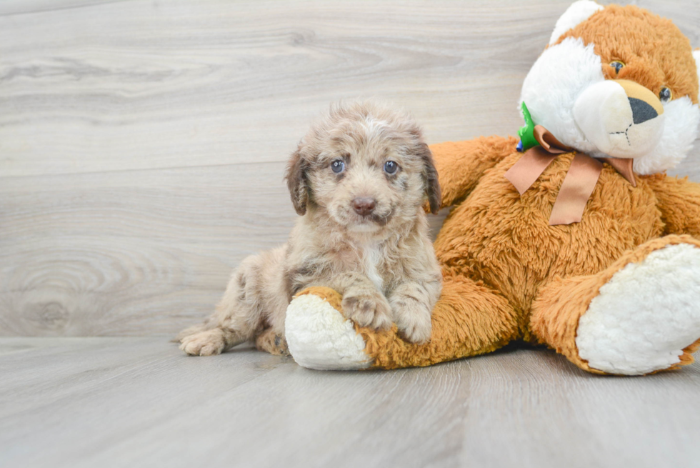 Mini Labradoodle Puppy for Adoption