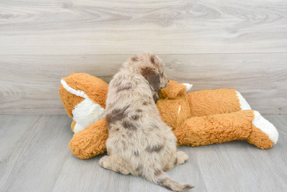 Mini Labradoodle Puppy for Adoption