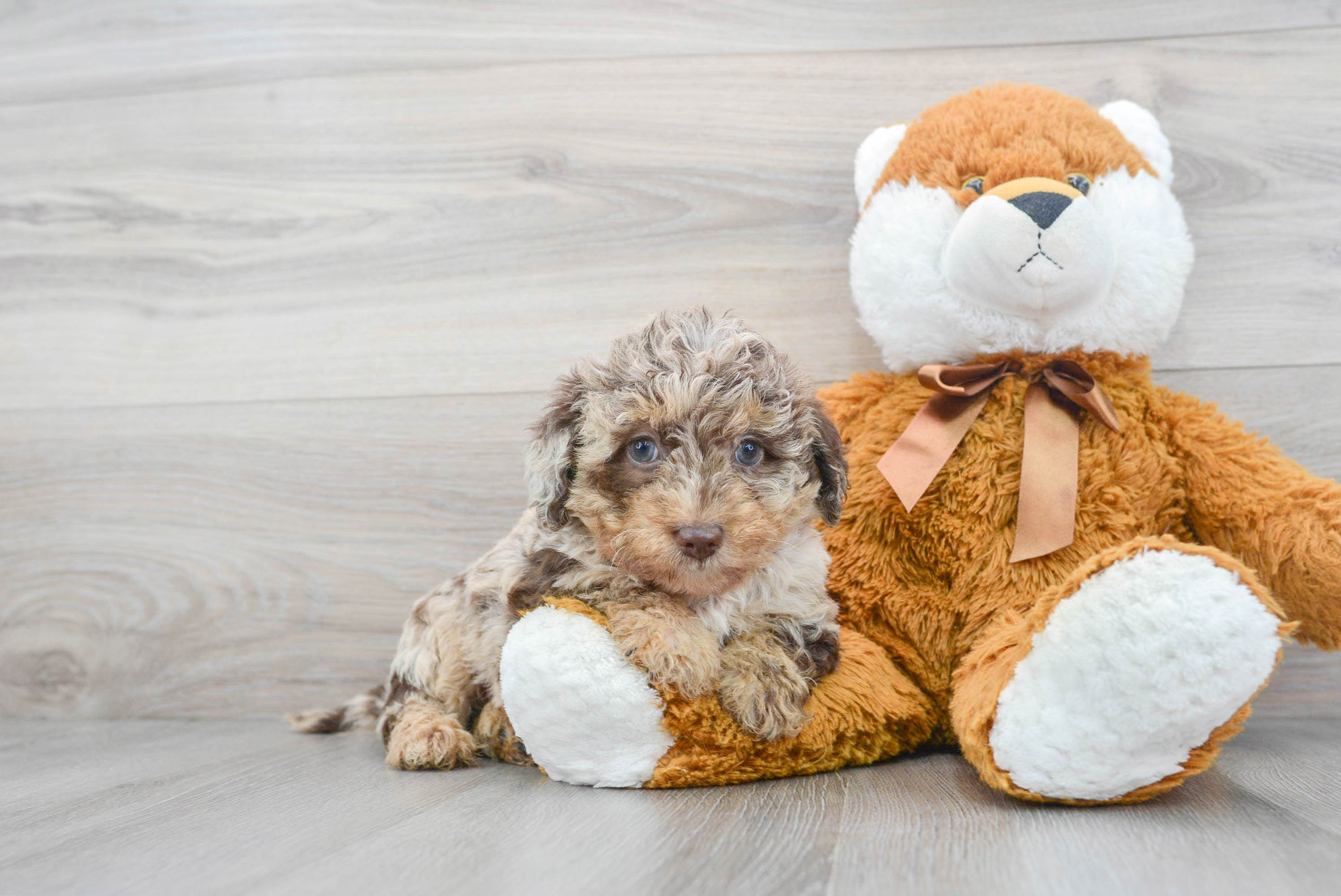 Petite labradoodle hot sale