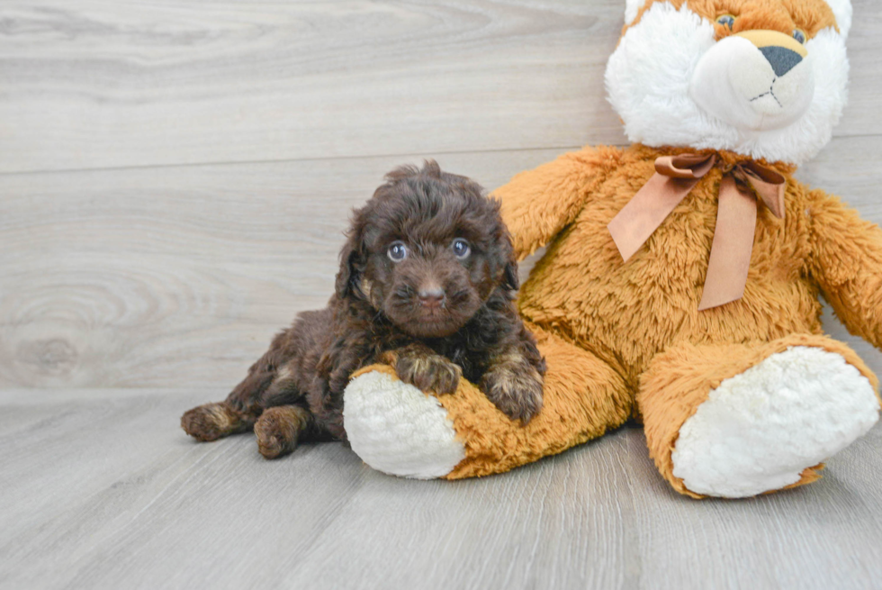 Best Mini Labradoodle Baby