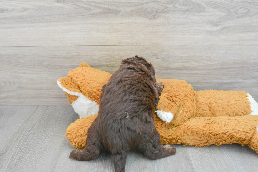 Mini Labradoodle Puppy for Adoption