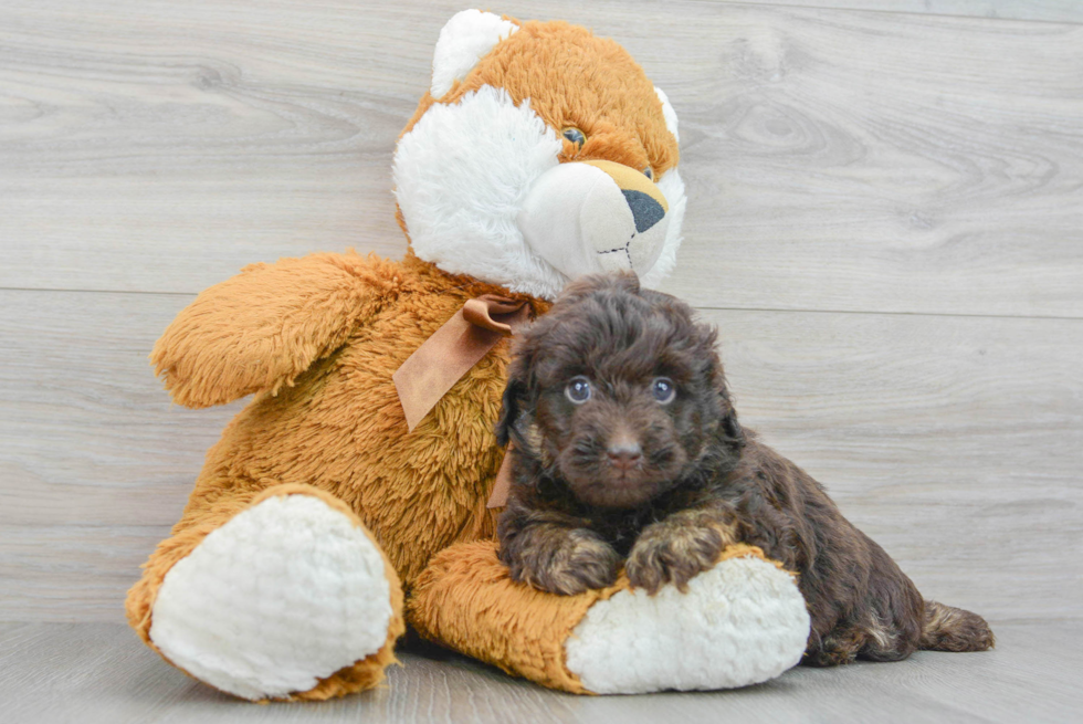 Cute Mini Labradoodle Baby
