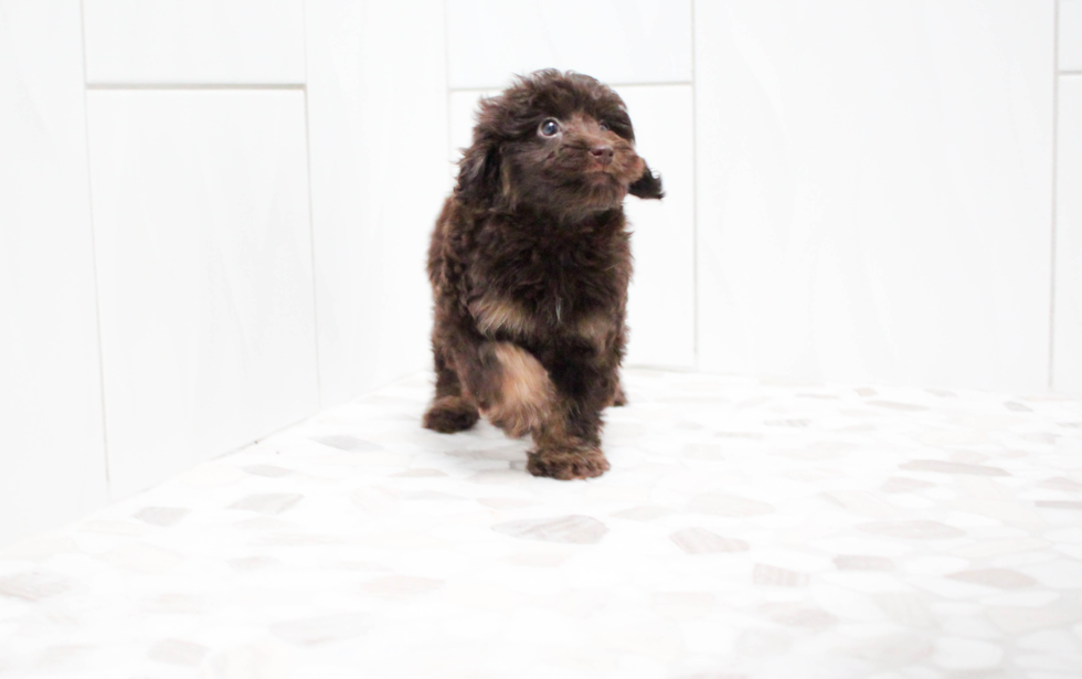 Cute Mini Labradoodle Baby