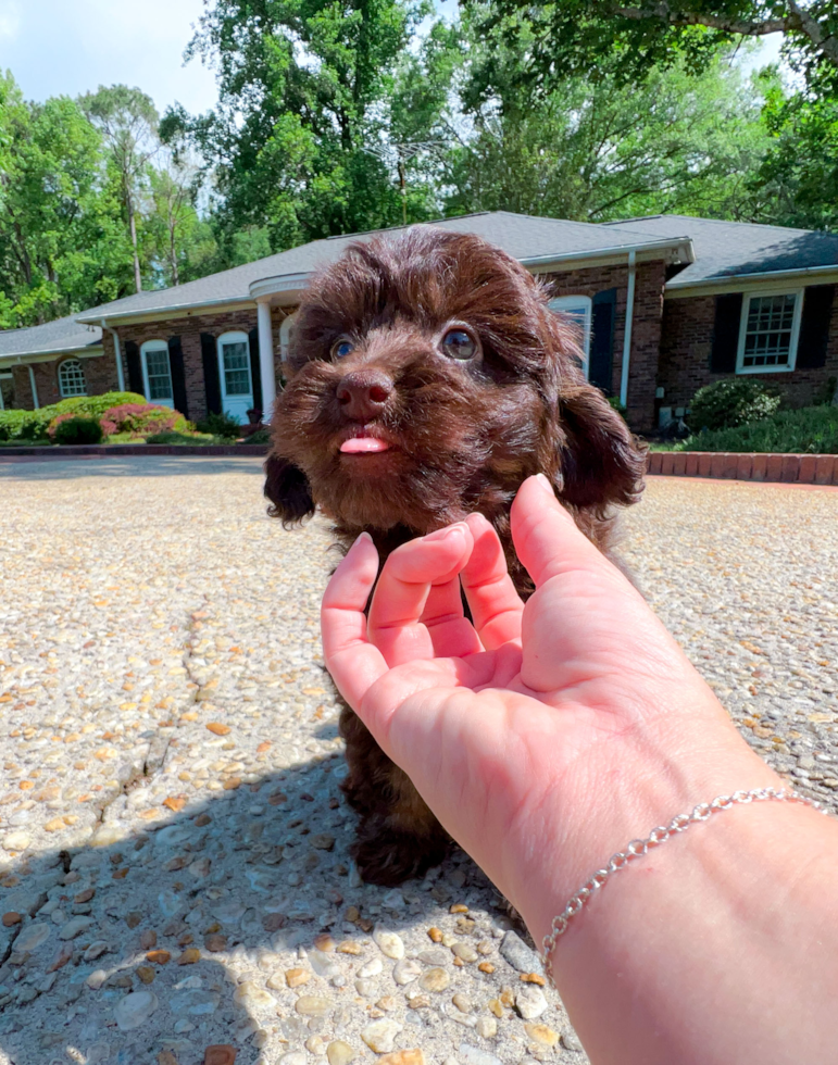 Cute Mini Labradoodle Poodle Mix Pup