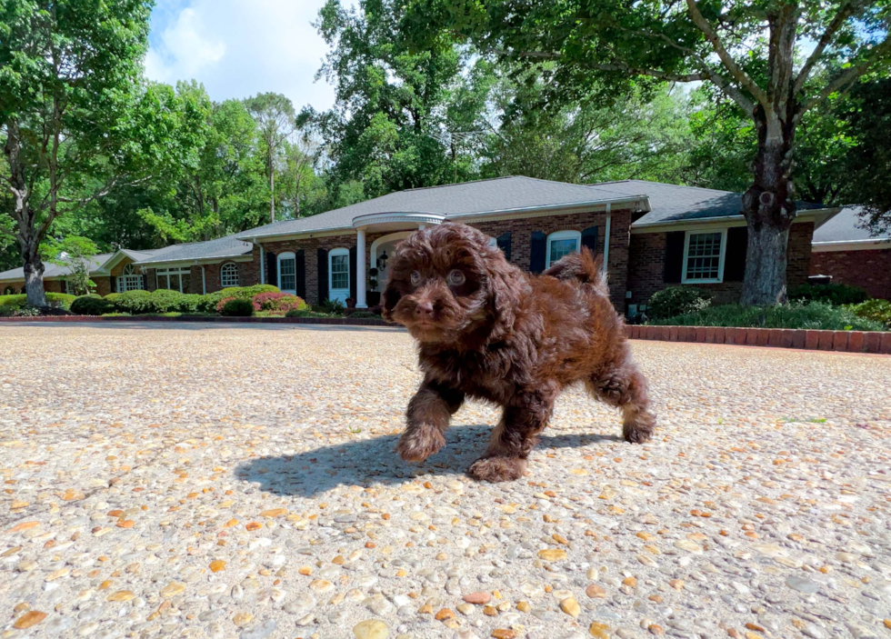 Mini Labradoodle Pup Being Cute