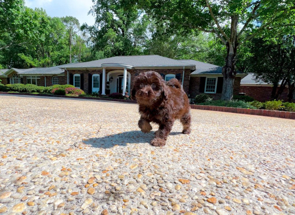 Cute Mini Labradoodle Poodle Mix Pup