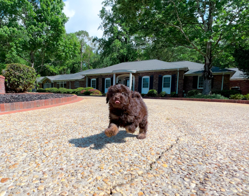 Cute Mini Labradoodle Baby