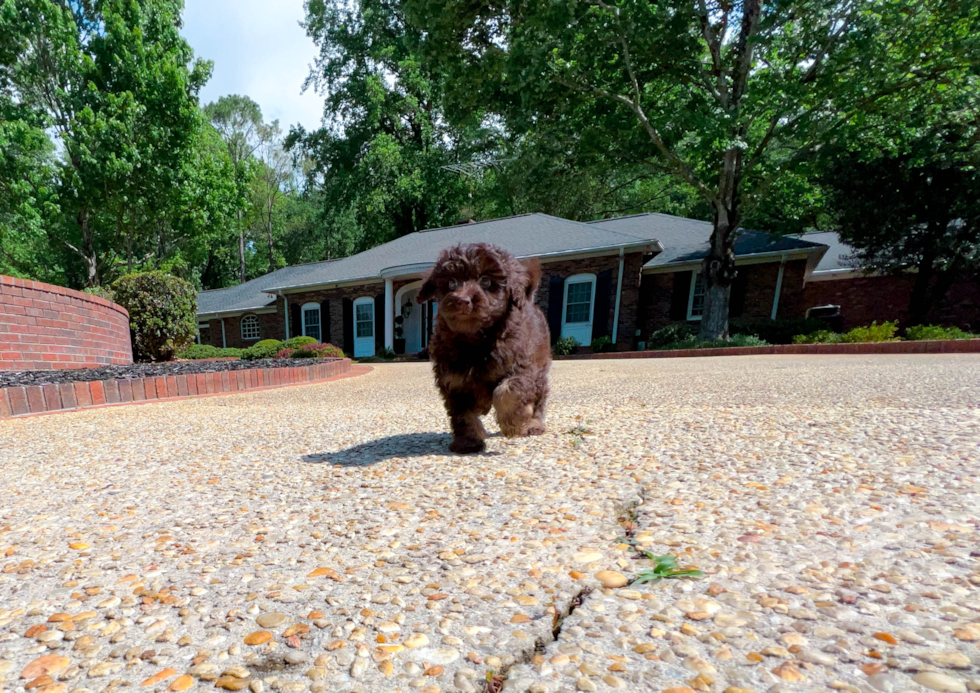 Cute Labrador Poodle Mix Puppy