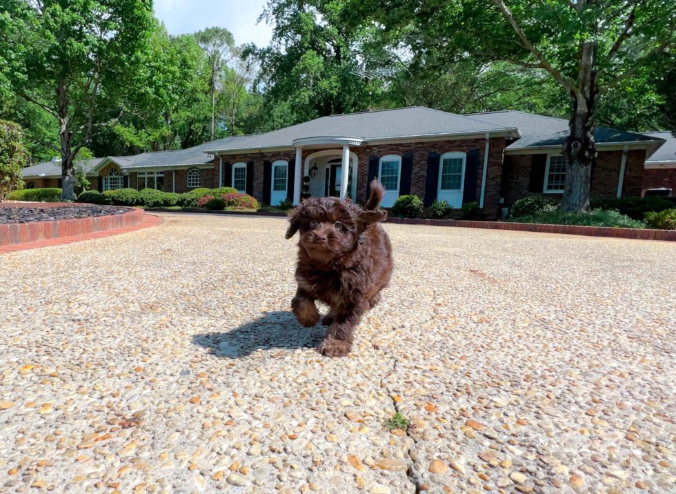 Mini Labradoodle Puppy for Adoption