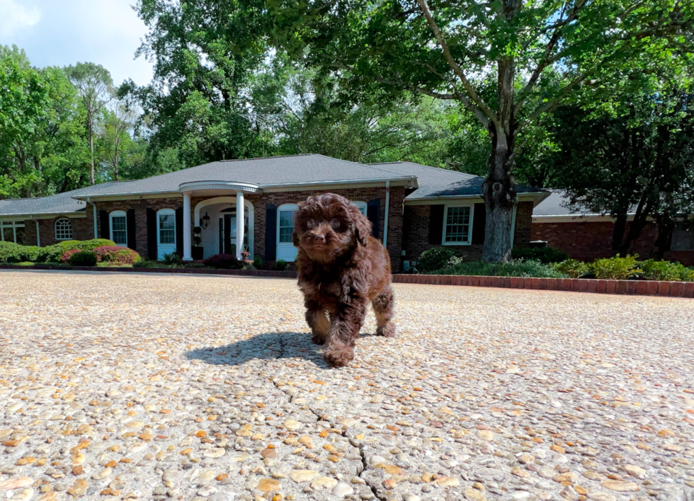 Mini Labradoodle Puppy for Adoption