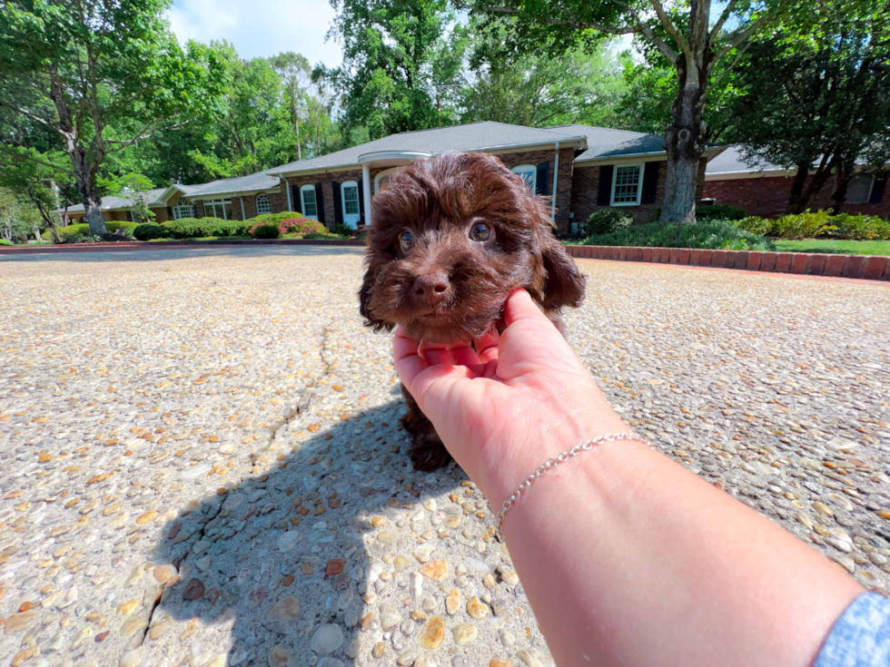 Cute Mini Labradoodle Poodle Mix Pup