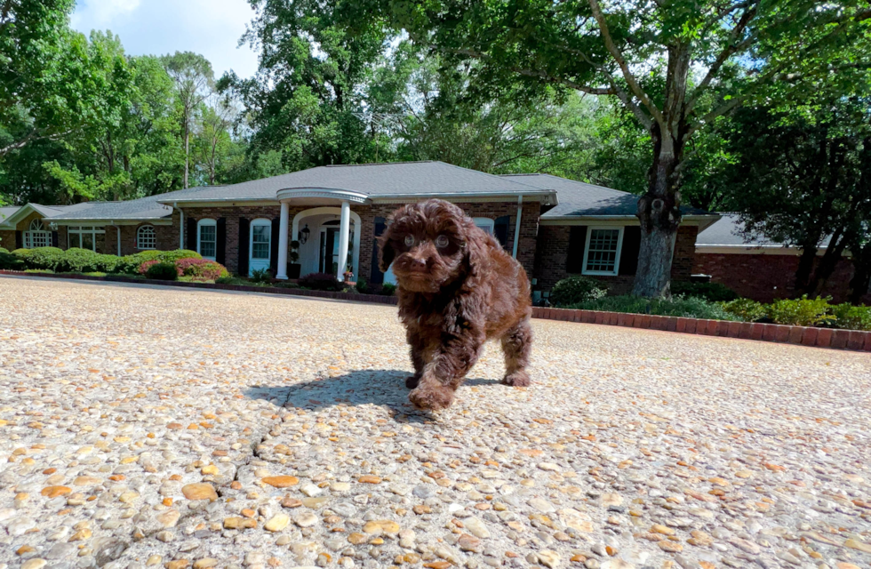 Cute Mini Labradoodle Baby