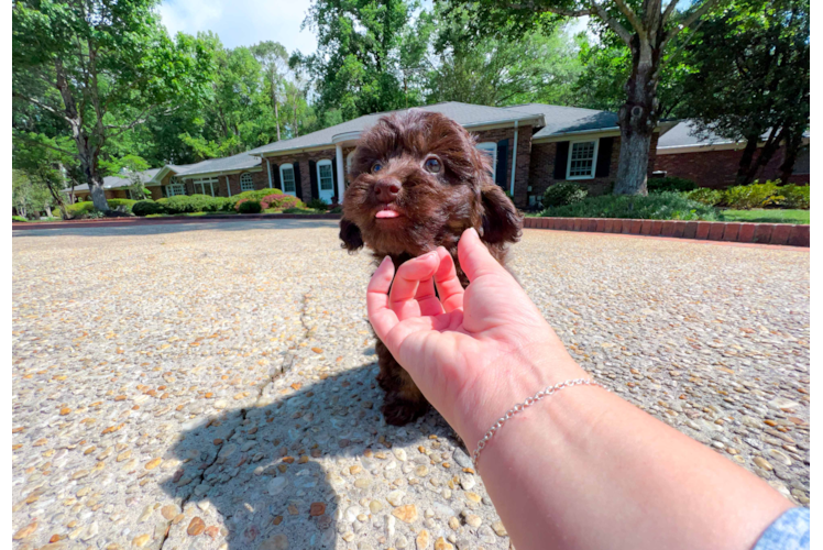 Cute Labrador Poodle Mix Puppy