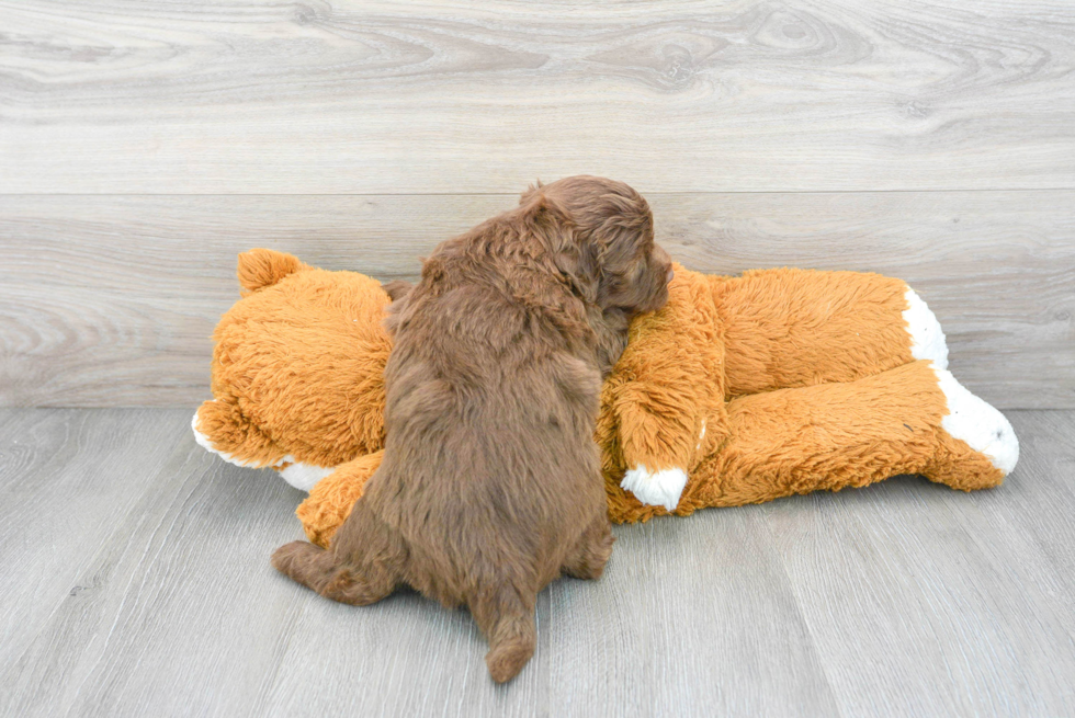Best Mini Labradoodle Baby