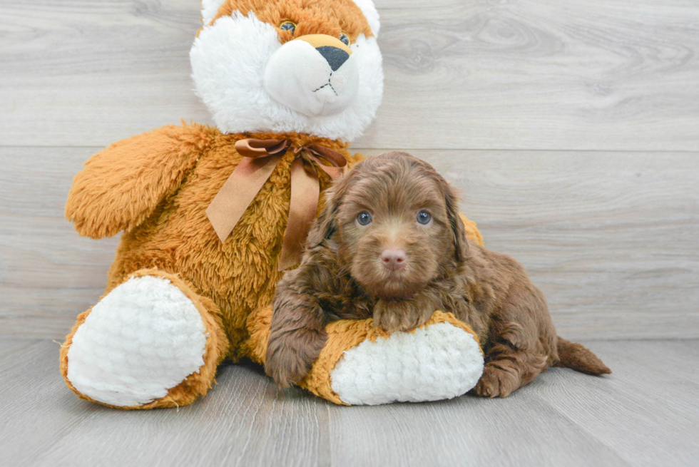 Best Mini Labradoodle Baby