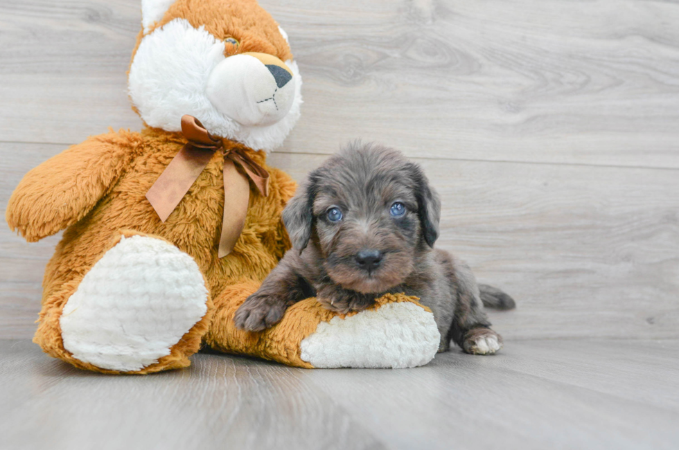 7 week old Mini Labradoodle Puppy For Sale - Simply Southern Pups