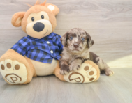 5 week old Mini Labradoodle Puppy For Sale - Simply Southern Pups